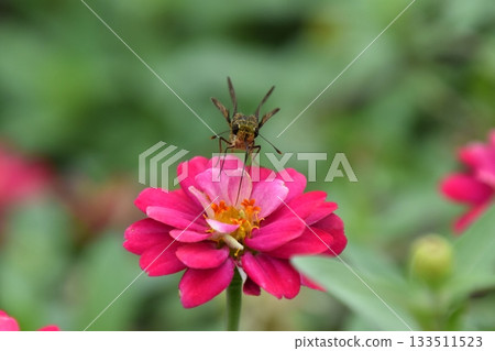 Kyoto Prefectural Botanic Garden Kyoto Prefectural Botanic Garden 133511523