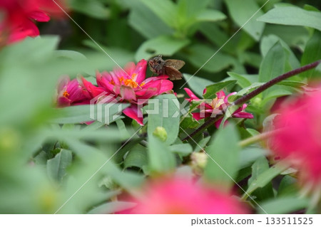 Kyoto Prefectural Botanic Garden Kyoto Prefectural Botanic Garden 133511525