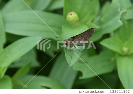 Kyoto Prefectural Botanic Garden 133511562