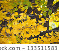 黃色葉子離開銀杏樹 133511583