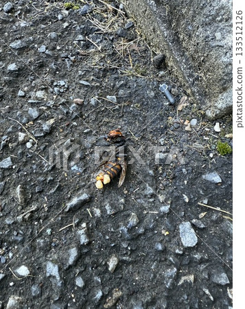 Dead wasp Dead wasp 133512126