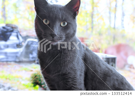 Gray cat poses quietly outdoors in natural setting with trees soft filtering through. 133512414