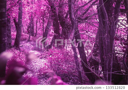 Flat vector illustration is showing winding forest path with pink-purple foliage and slender trunks Flat vector illustration is showing winding forest path with pink-purple foliage and slender trunks 133512820