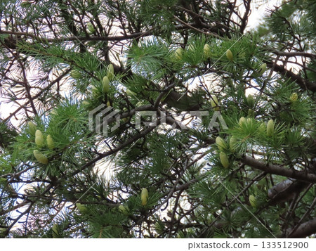 Close-up of young cedar cones 133512900