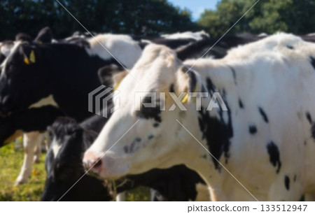Close-up of holstein cows Close-up of holstein cows 133512947