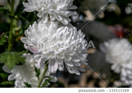 大菊花，厚實的白色菊花，形狀優美 [背景素材] 133513169