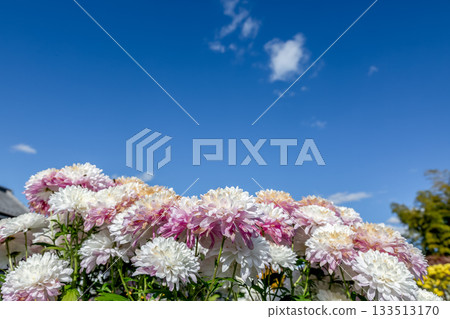 以藍天為背景的黃色菊花塔 [背景資料] 133513170