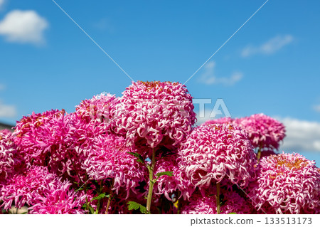 Red chrysanthemums against a blue sky [Background material] 133513173