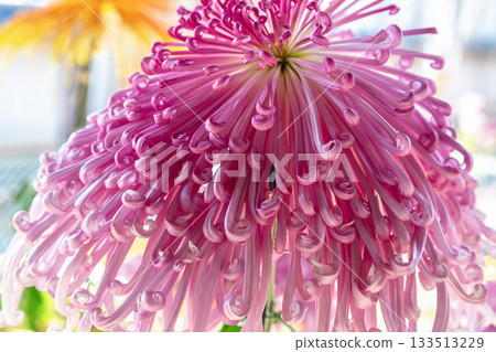 粉紅色大菊花 管狀大菊花（果實）[背景資料] 133513229