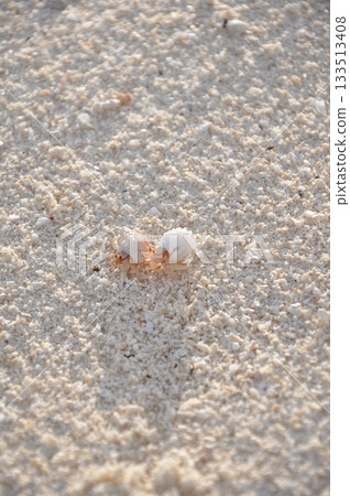 Hermit crab couple in the Maldives Hermit crab couple in the Maldives 133513408