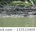 汶萊鱷魚 133513409