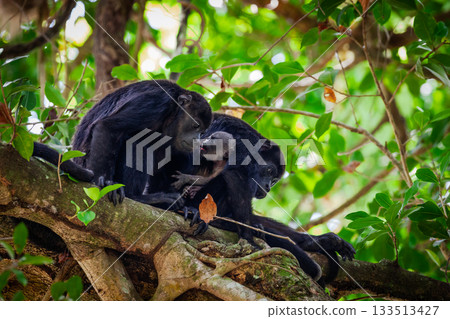Howler monkeys 133513427