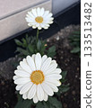 Close-up of two small white flowers blooming in a flowerbed 133513482