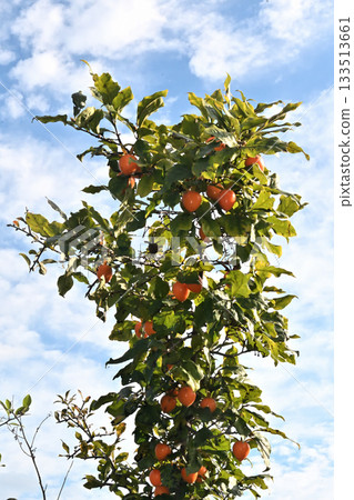 可愛的小型觀賞柿子 133513661