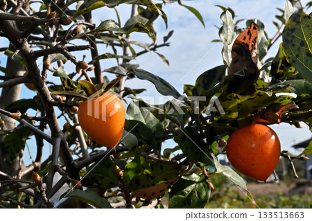 Cute little ornamental persimmon fruit 133513663