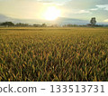 泰國稻田清晨 133513731