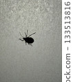 一隻類似臭蟲的昆蟲黏在了障子門上。 133513816