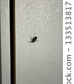 一隻類似臭蟲的昆蟲黏在了障子門上。 133513817