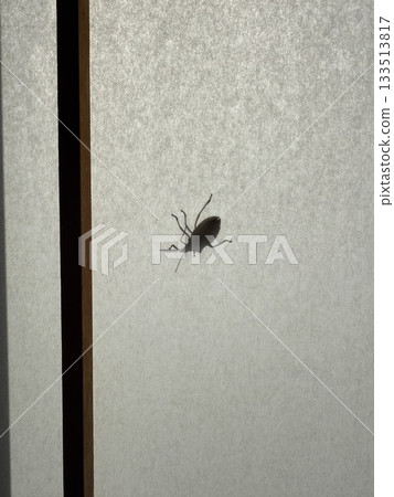A stink bug-like insect stuck to a shoji screen A stink bug-like insect stuck to a shoji screen 133513817
