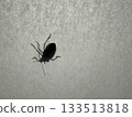 一隻類似臭蟲的昆蟲黏在了障子門上。 133513818