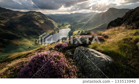 Lake District View Heather Blooms, Stones, and Sunlit Hills in England Lake District View Heather Blooms, Stones, and Sunlit Hills in England 133513940