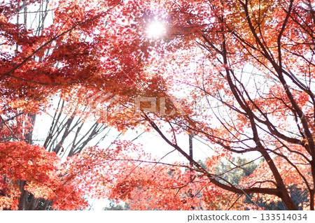 Bright red autumn leaves bathed in the sun Bright red autumn leaves bathed in the sun 133514034