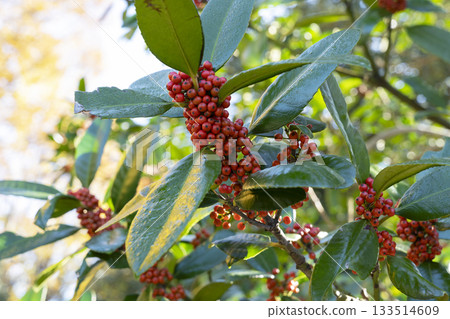 塔拉的果實 塔拉的果實 133514609