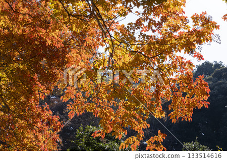 秋天的葉子 133514616