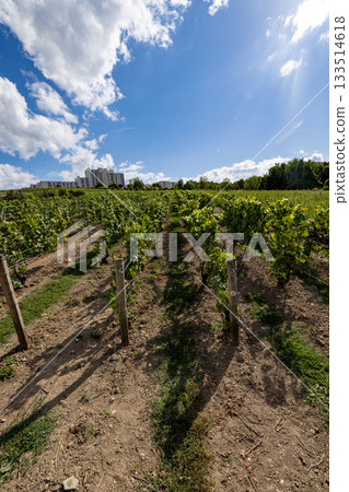 Trois-Puits, Reims, Marne, Grand-Est, France, August, 28th, 2025, Champagne Area, Cultivated vines 133514618