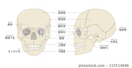 顱骨正面和側面的解剖結構（用於教學和醫學用途） 133514696