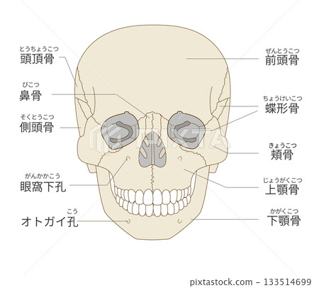 頭骨正面圖(用於教學和醫學目的) 頭骨正面圖(用於教學和醫學目的) 133514699
