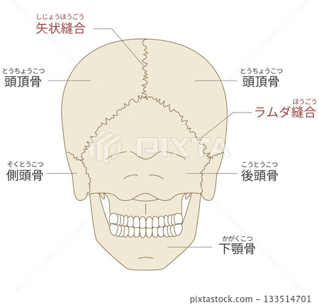 Anatomical structure of the skull from behind (for educational and medical use) 133514701