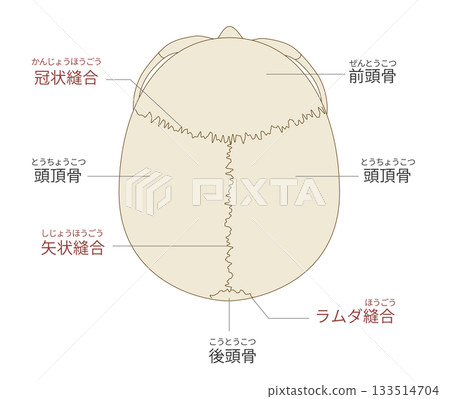 頭骨俯視圖（用於教學和醫學目的） 133514704