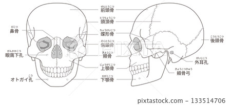 Black and white printable anatomical diagram of the skull from the front and side (for educational and medical use) 133514706