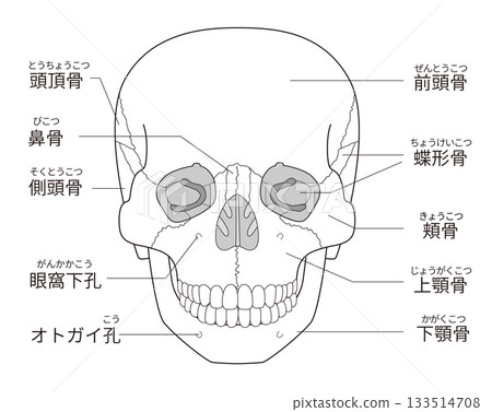 Black and white printable anatomical diagram of the skull from the front (with Japanese explanation) 133514708