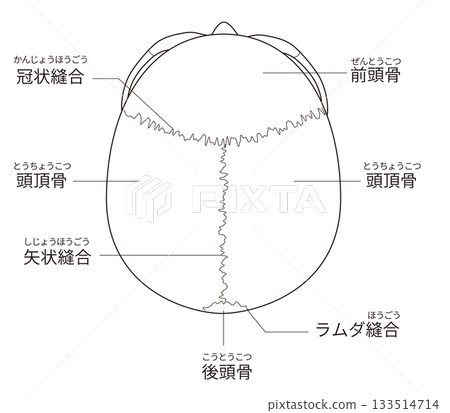 Black and white printable anatomical diagram of the skull from above (for educational and medical use) Black and white printable anatomical diagram of the skull from above (for educational and medical use) 133514714