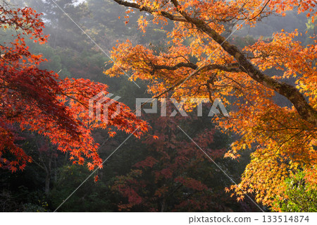 Autumn Leaves Slash Autumn Leaves Slash 133514874