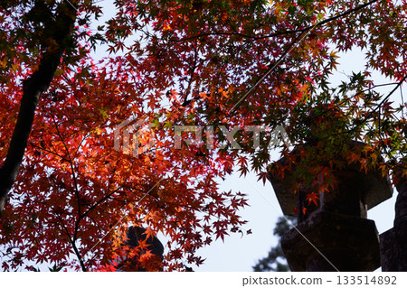 Autumn leaves and stone lanterns Autumn leaves and stone lanterns 133514892