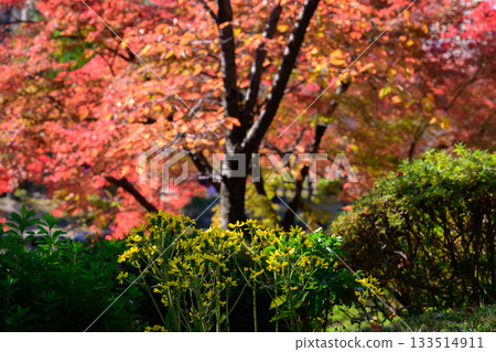 Japanese silverleaf flowers admiring the autumn leaves 133514911