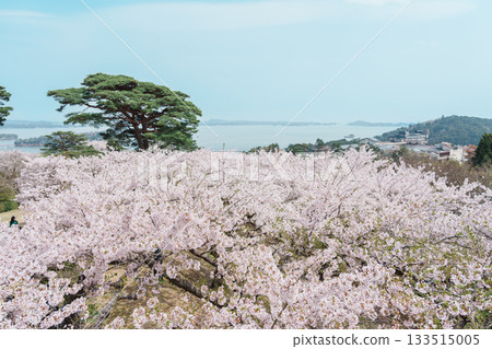 Matsushima Bay and Sakura cherry blossoms in Spring from Saigyo modoshi no matsu park near Sendai city, Miyagi Prefecture, Tohoku, Japan. Landmark and famous for tourists attraction. Japan travel 133515005