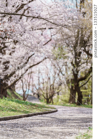 Tendo Park or Maizuru Park with Sakura Cherry Blossom in Spring season, landmark popular for tourist attractions in Yamagata prefecture, Tohoku, Japan 133515027