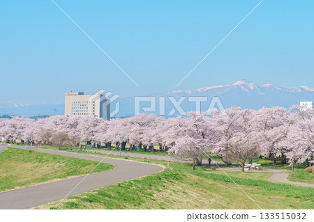 Kitakami Tenshochi Park with Sakura Cherry Blossom in Spring, Kitakami festival. Snow Iwate mountain in Iwate prefecture, Japan. Famous Landmark for Travel and Vacation destination 133515032