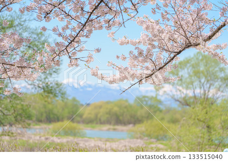 Iwate mountain with Sakura Cherry Blossom in Spring, Kitakami festival Kitakami Tenshochi Park. Snow Iwatesan in Iwate prefecture, Japan. Famous Landmark for Travel and Vacation destination Iwate mountain with Sakura Cherry Blossom in Spring, Kitakami festival Kitakami Tenshochi Park. Snow Iwatesan in Iwate prefecture, Japan. Famous Landmark for Travel and Vacation destination 133515040