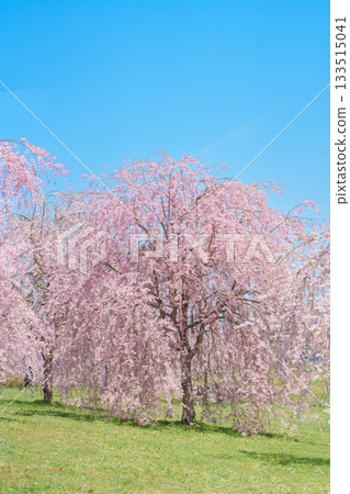 Shidarezakura Weeping Sakura Cherry Blossom in Kitakami Tenshochi Park in Spring season, Kitakami festival in Iwate prefecture, Japan. Famous Landmark for Travel and Vacation destination 133515041