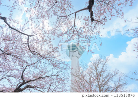 Beautiful Sakura Cherry Blossom in Spring season. Goryokaku Tower park in Hakodate city, Hokkaido prefecture, Japan. famous Landmark, Japan Travel and Vacation destination Beautiful Sakura Cherry Blossom in Spring season. Goryokaku Tower park in Hakodate city, Hokkaido prefecture, Japan. famous Landmark, Japan Travel and Vacation destination 133515076