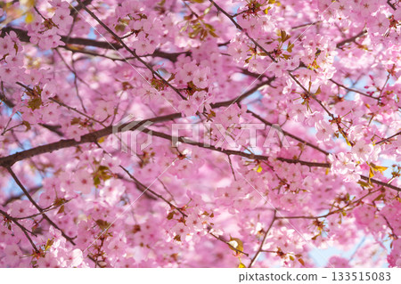 beautiful Spring day, Cherry blossom against blue sky in park, pink Sakura blooming in sunshine day. Japan Travel background, template and wallpaper for spring season and Hanami picnic 133515083