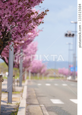 Pink Sakura Cherry blossom blooming in Spring season, cityscape against blue sky in Morioka city, Iwate prefecture, Japan. famous Landmark Travel and Vacation destination Pink Sakura Cherry blossom blooming in Spring season, cityscape against blue sky in Morioka city, Iwate prefecture, Japan. famous Landmark Travel and Vacation destination 133515084