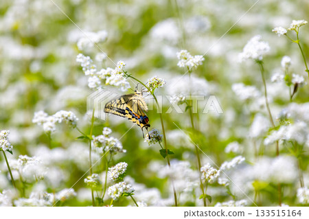 White buckwheat flowers and swallowtail butterflies in the Takatsue buckwheat fields in the Takatsuehara area of the Tateiwa region, Hasso, Minamiaizu Town, Minamiaizu District, Fukushima Prefecture 133515164