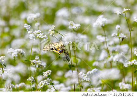 福島縣南會津郡南會津町八曾市立岩地區高津原高津蕎麥田中的白蕎麥花和鳳蝶 133515165