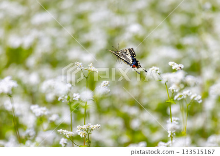 White buckwheat flowers and swallowtail butterflies in the Takatsue buckwheat fields in the Takatsuehara area of the Tateiwa region, Hasso, Minamiaizu Town, Minamiaizu District, Fukushima Prefecture White buckwheat flowers and swallowtail butterflies in the Takatsue buckwheat fields in the Takatsuehara area of the Tateiwa region, Hasso, Minamiaizu Town, Minamiaizu District, Fukushima Prefecture 133515167